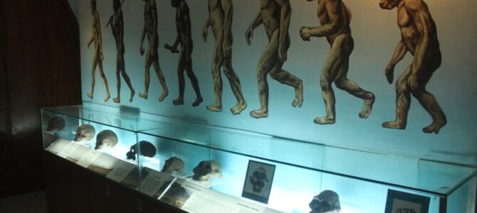 サンギラン初期人類博物館　Sangiran